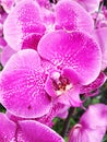 Pink Phalaenopsis or Moth Dendrobium Orchid Flower. Background Orchid Royalty Free Stock Photo