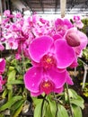 Pink Phalaenopsis or Moth Dendrobium Orchid Flower. Background Orchid Royalty Free Stock Photo