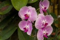 Pink phalaenopsis or moth dendrobium orchid flower