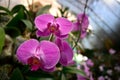 Pink phalaenopsis or Moth dendrobium Orchid flower Royalty Free Stock Photo