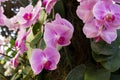 Pink phalaenopsis or moth dendrobium orchid flower Royalty Free Stock Photo