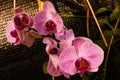 Pink Phalaenopsis or Moth dendrobium Orchid flower in summer or spring day tropical garden Floral background.Selective focus. Royalty Free Stock Photo