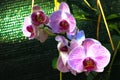 Pink Phalaenopsis or Moth dendrobium Orchid flower in summer or spring day tropical garden Floral background.Selective focus. Royalty Free Stock Photo