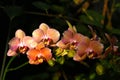 Pink Phalaenopsis or Moth dendrobium Orchid flower in summer or spring day tropical garden Floral background.Selective focus. Royalty Free Stock Photo