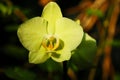 Pink Phalaenopsis or Moth dendrobium Orchid flower in summer or spring day tropical garden Floral background.Selective focus. Royalty Free Stock Photo