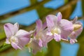 Tropical flowers, orchids on blurred jungle background Royalty Free Stock Photo