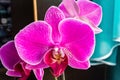 Pink Phalaenopsis or Moth dendrobium Orchid flower in winter or spring day tropical garden near the window at home Royalty Free Stock Photo