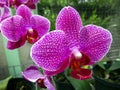 Pink Phalaenopsis or Moth dendrobium Orchid flower in winter or spring day tropical garden Royalty Free Stock Photo