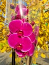 Pink Phalaenopsis or Moth dendrobium Orchid flower in winter or spring day tropical garden on yellow autumn Royalty Free Stock Photo