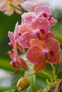 Pink Phalaenopsis or Moth Orchid Royalty Free Stock Photo