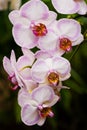 Pink Phalaenopsis or Moth Orchid Royalty Free Stock Photo