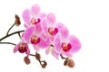 Pink phalaenopsis orchid