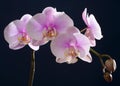 Pink phalaenopsis orchid Royalty Free Stock Photo