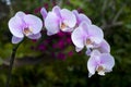 Pink phalaenopsis orchid Royalty Free Stock Photo