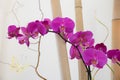 Pink phalaenopsis orchid between bamboo cane Royalty Free Stock Photo