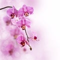 Pink phalaenopsis orchid, blurred bokeh Royalty Free Stock Photo
