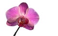 Pink phalaenopsis orchid flower Royalty Free Stock Photo