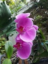 Pink Phalaenopsis orchid flower.