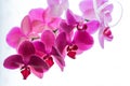 Pink Phalaenopsis or Orchid flower. Floral background.Selective focus.copy space