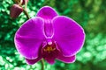 Pink phalaenopsis orchid flower Royalty Free Stock Photo
