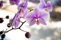 Pink phalaenopsis orchid flower in the home garden on a sunny day. Interior decoration of the room Royalty Free Stock Photo