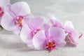 Pink orchid flower over grey concrete background Royalty Free Stock Photo