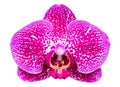 Pink phalaenopsis orchid flower on white