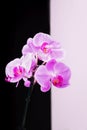 Pink phalaenopsis orchid flowers on a black and white background Royalty Free Stock Photo
