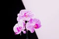 Pink phalaenopsis orchid flowers on a black and white background Royalty Free Stock Photo