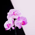 Pink phalaenopsis orchid flowers on a black and white background Royalty Free Stock Photo