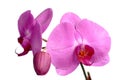 Pink Phalaenopsis, Orchidee Royalty Free Stock Photo