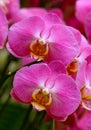 Pink phalaenopsis orchids in greenhouse