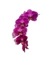 pink phalaenopsis orchids isolated on white background Royalty Free Stock Photo