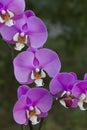 Pink phalenopsis orchid