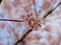 Pink flowers blooming in the wind behind white clouds and bright sky, Sakura thailand