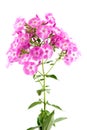 Pink phlox