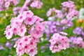 Pink phlox