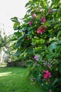 Pink Phlox and blackcurrant bush in a garden. Vertical. Royalty Free Stock Photo