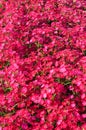 Pink Phlox drummondii flower in outdoor garden Royalty Free Stock Photo