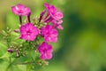 Pink phlox flower, close-up. Beautiful natural background, copy-space Royalty Free Stock Photo