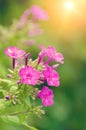 Pink phlox flower, close-up. Beautiful natural background, vertical photography Royalty Free Stock Photo