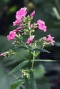 Pink Phlox flower close up on dark background