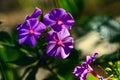 Pink phlox flower illuminated by morning sunlight in a cozy shady garden against blurred green vegetation Royalty Free Stock Photo