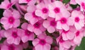Pink phlox flowers Royalty Free Stock Photo