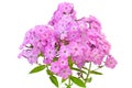 Pink phlox flowers