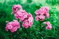 Pink phlox flowers on a background of green leaves. Garden flowers in soft pink shades. Copy, empty space for text