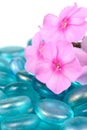 Pink Phlox Flowers with Blue Glass Stones Close-Up Royalty Free Stock Photo