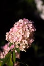 Pink Phlox Flowers Royalty Free Stock Photo