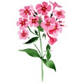 Pink phlox flowers with green leaves. Isolated phlox illustration element. Watercolor background illustration set.
