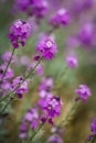 The pink Phlox flowers in spring